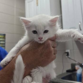 Lychee -  Domestic Medium Hair Cat for Adoption in Huntsville, Alabama - Lychee | PetCurious