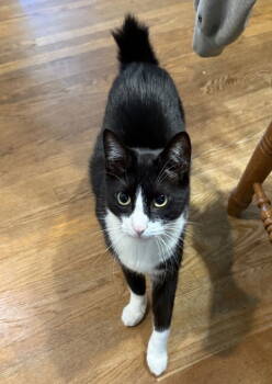 Rescue American Bobtail and Manx Cats for Adoption in Liberty, North Carolina - Remi - NC | PetCurious