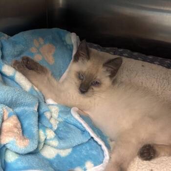 Ramsey -  Domestic Short Hair Cat for Adoption in Salt Lake City, Utah - Ramsey | PetCurious