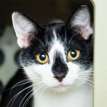 Rescue Domestic Short Hair Cats for Adoption in Middletown, Rhode Island - Cocoa | PetCurious