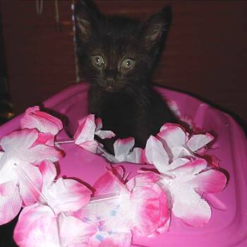 Rescue Domestic Short Hair Cats for Adoption in Evansville, Indiana - Sunshine | PetCurious