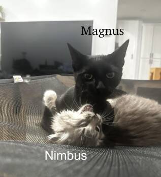 Maine Coon and Bombay Cats Available for Adoption - Magnus And Nimbus | PetCurious