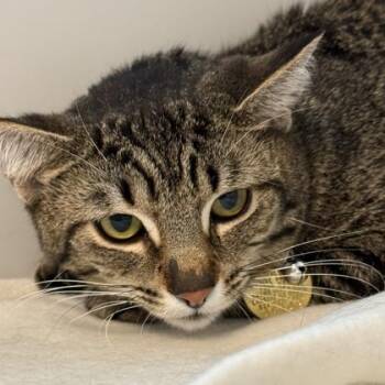 Thalia -  Domestic Short Hair Cat for Adoption in Lansing, Michigan - Thalia | PetCurious