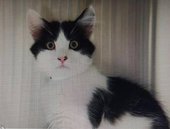 Rescue Tuxedo Cats for Adoption in Fountain Valley, California - Cow - A Purrect Friend | PetCurious