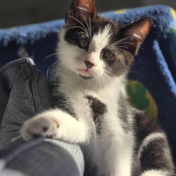 Rescue Domestic Medium Hair Cats for Adoption in Fitchburg, Massachusetts - Irvine | PetCurious
