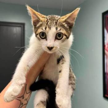 Rex -  Domestic Short Hair Cat for Adoption in Edwardsville, Illinois - Rex | PetCurious
