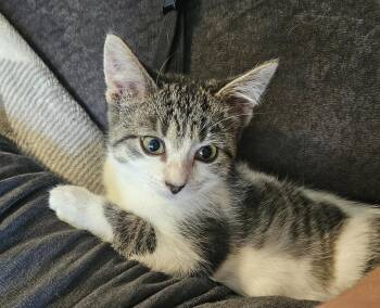 Bell Bottoms -  Domestic Short Hair Cat for Adoption in Lincoln Park, Michigan - Bell Bottoms | PetCurious