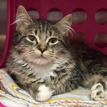Violet -  Domestic Medium Hair Cat for Adoption in Keizer, Oregon - Violet | PetCurious