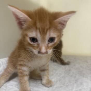 Sorrel-C -  Domestic Short Hair Cat for Adoption in East St. Louis, Illinois - Sorrel-C | PetCurious