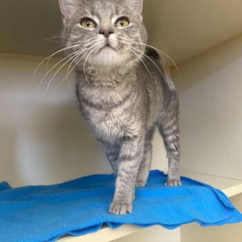 Domestic Short Hair Cats Available for Adoption - Brie | PetCurious