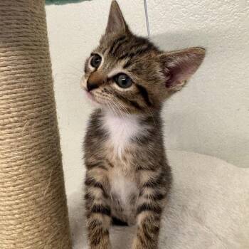 Biscotti -  Domestic Short Hair Cat for Adoption in Los Angeles, California - Biscotti | PetCurious