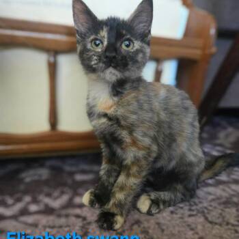 Elizabeth Swann -  Domestic Short Hair Cat for Adoption in Clayton, California - Elizabeth Swann | PetCurious