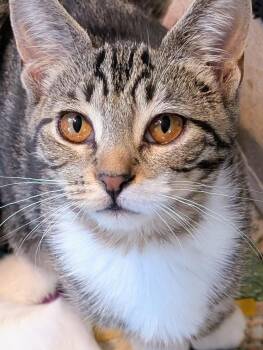 Empire -  Domestic Short Hair Cat for Adoption in Woodstock, Illinois - Empire | PetCurious