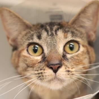 Domestic Short Hair Cats Available for Adoption in Philadelphia, Pennsylvania - Neffy | PetCurious