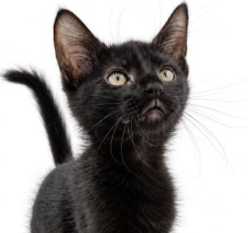 CABBAGE is the sweetest boy around -  Bombay Cat for Adoption in Bedford Hills, New York - CABBAGE Is The Sweetest Boy Around | PetCurious