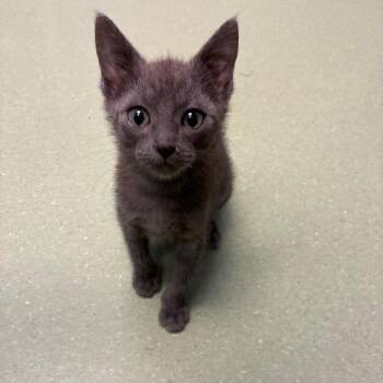 John Adams -  Domestic Short Hair Cat for Adoption in Norman, Oklahoma - John Adams | PetCurious