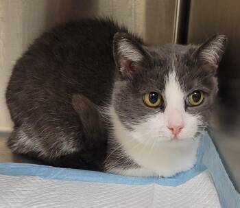 Domestic Short Hair Cats Available for Adoption - Luna | PetCurious