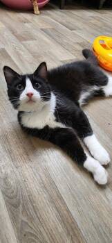 Kitten 27889 (Sylvester) -  Maine Coon Cat for Adoption in Parlier, California - Kitten 27889 (Sylvester) | PetCurious