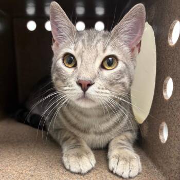Jack Jack -  Domestic Short Hair Cat for Adoption in Abilene, Texas - Jack Jack | PetCurious