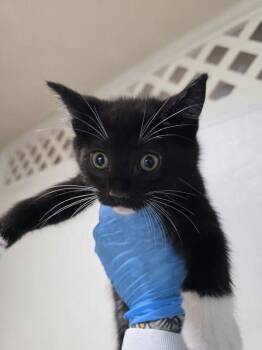 Harvest -  Domestic Short Hair Cat for Adoption in Sherwood, Oregon - Harvest | PetCurious