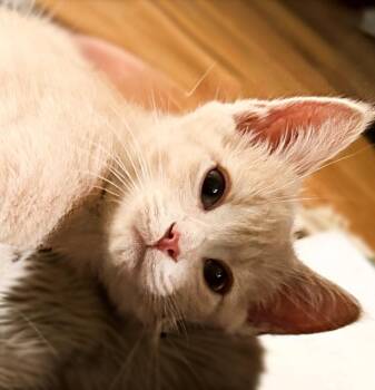 Oliver -  Domestic Short Hair Cat for Adoption in Silver Spring, Maryland - Oliver | PetCurious