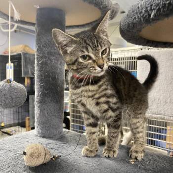 Carson -  Domestic Short Hair Cat for Adoption in Falls Church, Virginia - Carson | PetCurious