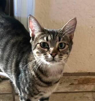 Rescue Tabby and Domestic Short Hair Cats for Adoption in Las Cruces, New Mexico - Jasmine | PetCurious