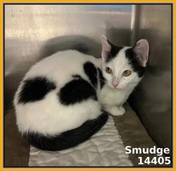 Rescue Domestic Short Hair Cats for Adoption in Marietta, Georgia - Smudge (661) | PetCurious
