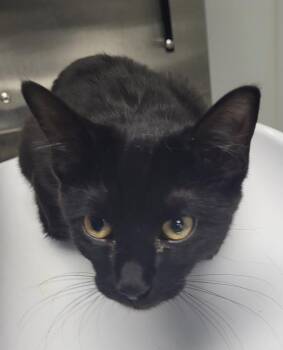 Pen 8 Claudia -  Domestic Short Hair Cat for Adoption in Lawrenceville, Georgia - Pen 8 Claudia | PetCurious