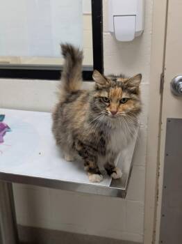 Sage -  Domestic Long Hair Cat for Adoption in Madison, Georgia - Sage | PetCurious