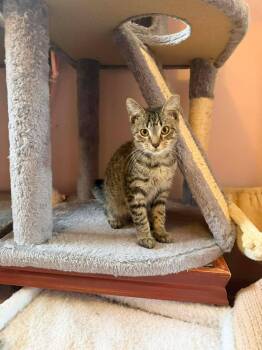 Rescue Domestic Short Hair Cats for Adoption in East Lansing, Michigan - Timber | PetCurious