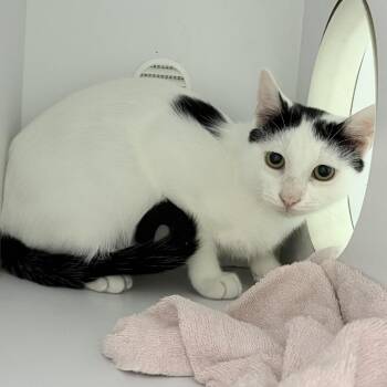 Tuna-3598 -  Domestic Short Hair Cat for Adoption in Tyler, Texas - Tuna-3598 | PetCurious