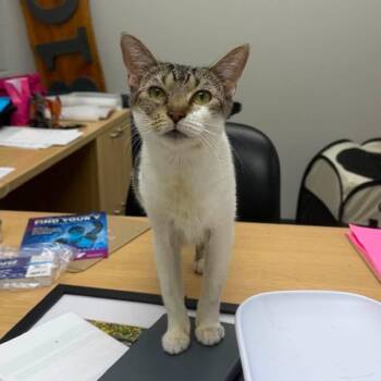 Lemon Loaf -  Domestic Short Hair Cat for Adoption in Evanston, Illinois - Lemon Loaf | PetCurious