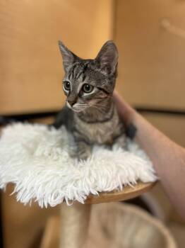 Domestic Short Hair and Bengal Cats Available for Adoption in Scottsdale, Arizona - Sheba | PetCurious