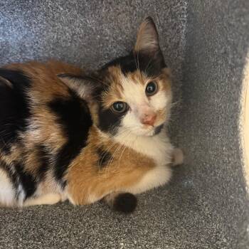 Alameda -  Domestic Short Hair Cat for Adoption in Birmingham, Alabama - Alameda | PetCurious