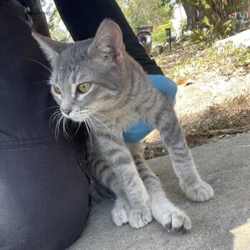 WILLOW -  Domestic Short Hair Cat for Adoption in San Antonio, Texas - WILLOW | PetCurious