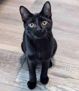 Rescue Domestic Short Hair Cats for Adoption in Cary, North Carolina - Moosey | PetCurious