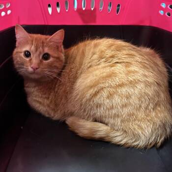 Domestic Short Hair Cats Available for Adoption in Birmingham, Alabama - Norman | PetCurious