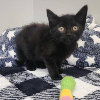 Venom -  Domestic Short Hair Cat Available for Adoption in Toledo, Ohio - Venom | PetCurious