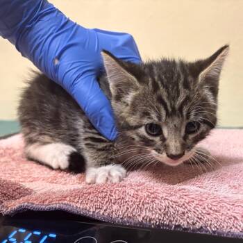 Flower Power -  Domestic Medium Hair Cat for Adoption in Pasadena, California - Flower Power | PetCurious