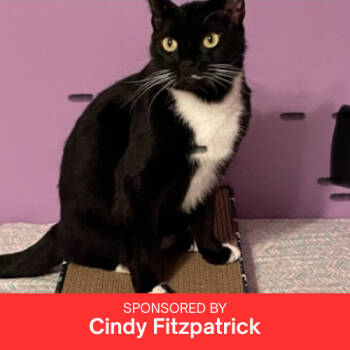 Rescue Domestic Short Hair Cats for Adoption in Brandon, Florida - Mittens | PetCurious