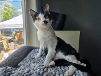 Domestic Short Hair Cats Available for Adoption in Lewisburg, Tennessee - Dottie | PetCurious