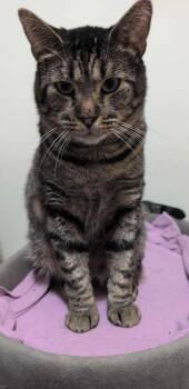 Tiger and Domestic Short Hair Cats Available for Adoption in Dublin, Ohio - Brock | PetCurious
