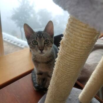 Tabby and Domestic Short Hair Cats Available for Adoption in Morgan Hill, California - Thibodeaux | PetCurious