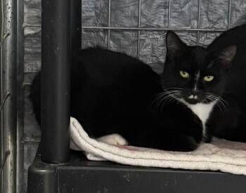 Remi -  Domestic Short Hair Cat for Adoption in Elkins, West Virginia - Remi | PetCurious