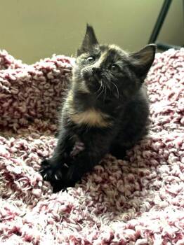 Iris -  Domestic Short Hair Cat for Adoption in Mooresville, North Carolina - Iris | PetCurious