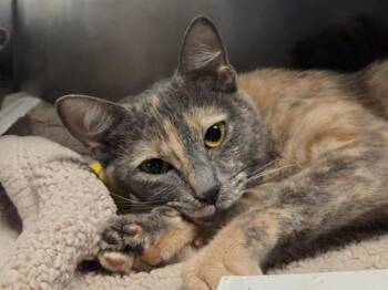 Domestic Short Hair Cats Available for Adoption in Martinez, California - A1046260 | PetCurious