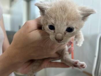CARMELLO -  Domestic Medium Hair Cat for Adoption in San Bernardino, California - CARMELLO | PetCurious