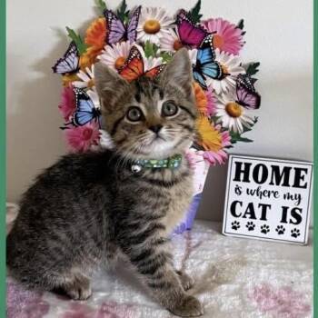 Record -  Domestic Short Hair Cat for Adoption in Parkersburg, West Virginia - Record | PetCurious