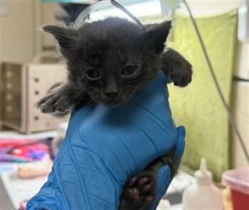 BIRCH -  Domestic Short Hair Cat for Adoption in Riverside, California - BIRCH | PetCurious